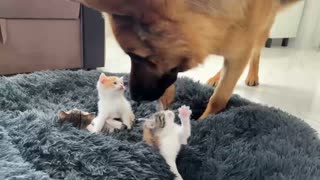 котята